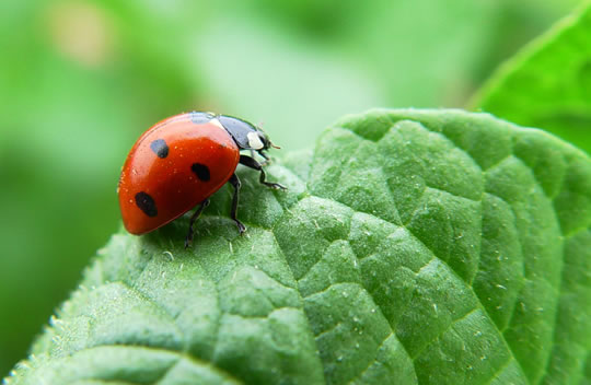 agroquimicos-Abonos quimicos-organicos