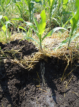 La combinanción de agromiquimicos es ideal para un cultivo sano