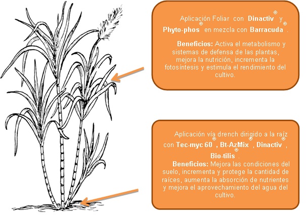 Cultivos que son cuidadods con fertilizantes naturales y técnicas biológicas para resultados de calidad